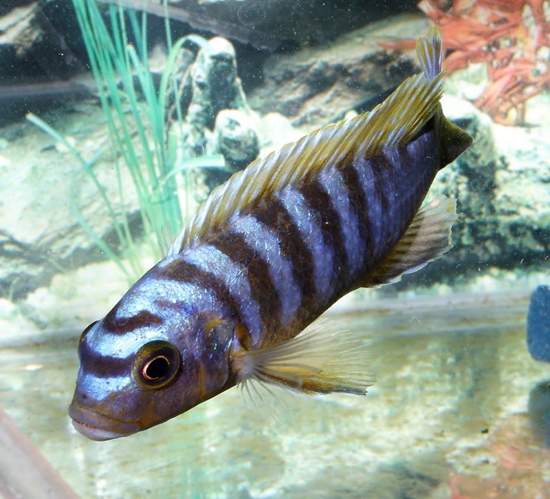 Maylandia sp. 'hajomaylandi pombo' Pombo Rocks